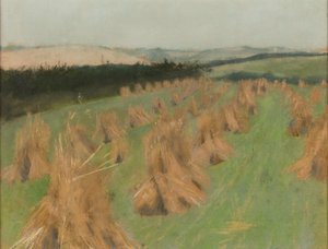 Cornfield